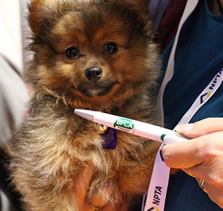 Dog playing with BPCA pens BPCA gave away plenty of pens!